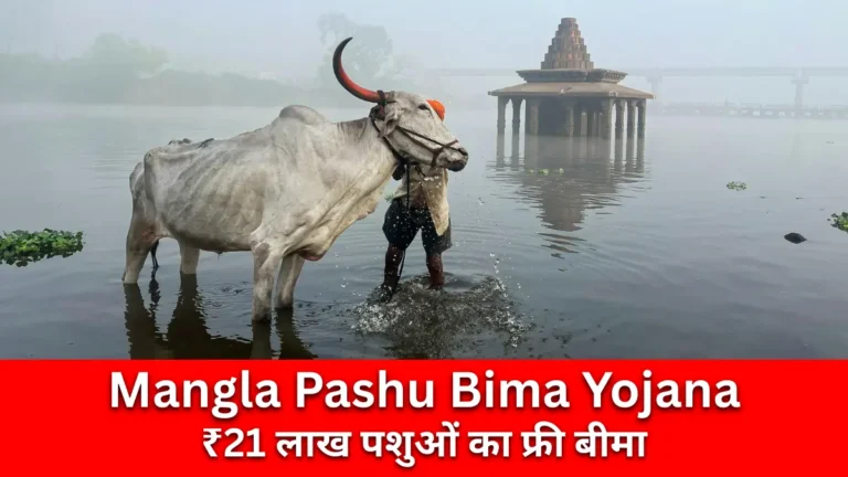 Mangla Pashu Bima Yojana 2026: राजस्थान में 21 लाख पशुओं का फ्री बीमा, ₹5 लाख तक कवर, 31 जनवरी आखिरी तारीख